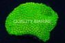 Cyphastrea Coral :: 52126