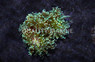 Green Branching Frogspawn Coral :: 52422