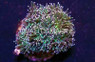 Purple Tip Green Torch Coral :: 62452
