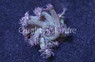 Flower Pot Blue/Purple :: 28801