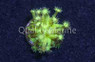 Flower Pot, Glitter Green :: 25066