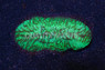 Plate Slipper, Green :: 41062