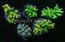 Acropora, Indo Aquacultured :: 52065