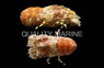 Orange Slipper Lobster :: 54525