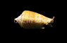 Strawberry Conch Snail :: 57098