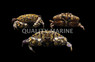 Assorted Crab :: 52501