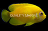 Lemon Peel Angelfish, Hybrid :: 10215