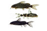 Assorted Synodontis Catfish :: 17450