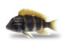 Frontosa Burundi :: 18119