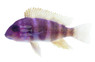 Frontosa Blue Moba :: 18156