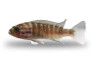 Zebra Gold (Kawanga) :: 18602
