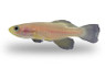 Blue-Gold Guentheri Killifish :: 37024