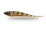 Saw Knifefish :: 38013