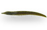 Ossa Knifefish :: 38015