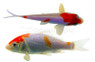 Assorted Imported Koi :: 39101