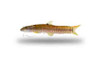 Barred Loach :: 43116
