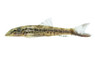 Gecko Loach :: 43118
