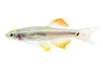 Dwarf Cardinal Minnow :: 46004