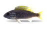 Acei (Yellow Tail) :: 48925