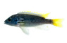 Yellow Tail Acei Malawi Cichlid :: 48925