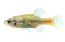 Redtail Splitfin Goodeid :: 49517