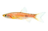 Clown Rasbora :: 62012