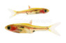 Phoenix Rasbora :: 62018