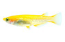 Japanese (Youkihi Medaka) Rice Fish :: 63504