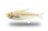 Black Neon Albino Tetra :: 71075