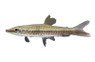 Eques Pencilfish :: 72086