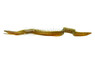 Freshwater Moray Eel :: 84855