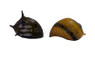 Assorted Horned Nerite Snail :: 15518