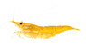 Sunkist Shrimp :: 20016