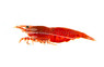 Fire Red Shrimp :: 20036