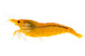 Orange Sakura Shrimp :: 20063