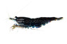 Onyx Red Shrimp :: 20064