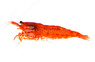 Red Cherry Shrimp :: 20080