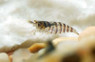 Indian Zebra Shrimp :: 20081