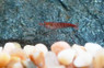 Neocaridina Assorted :: 20086