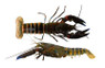 Papua Super Blue Claw Lobster :: 47516