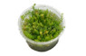 Vesicularia ferriei 'Weeping Moss' Cup AT :: 80539