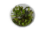 Cryptocoryne wendtii 'Mi Oya' Cup AT :: 80552