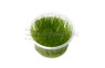 Taxiphyllum alternans 'Taiwan Moss' Cup AT :: 80561