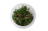Ludwigia Super Red Cup AT :: 18172