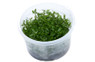 Proserpinaca palustris Cup AT :: 80525