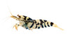 Fancy Tiger Black Shrimp :: 41128
