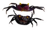 Purple Vampire 'Bodorensis' :: 50755