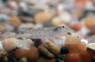 Koros Shrimp :: 56297
