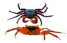 Rainbow Vampire 'Rouxi' Crab :: 71707