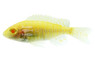Albino Strawberry Peacock Malawi Cichlid :: 19950